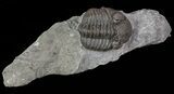 Long Eldredgeops Trilobite - Paulding, Ohio #68371-1